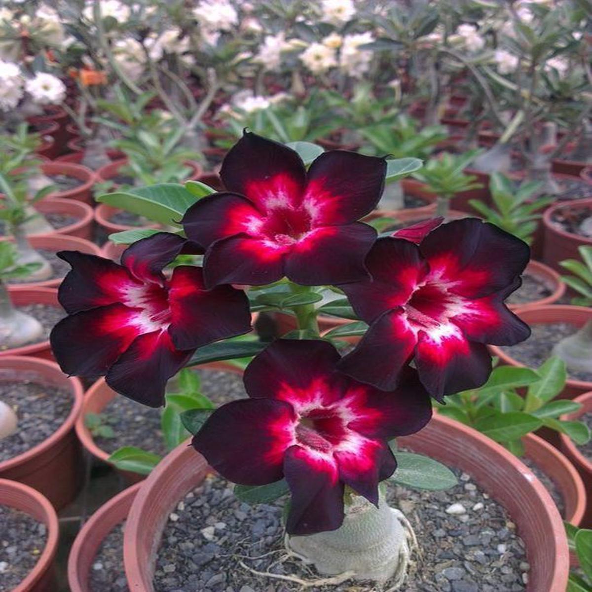 Green River 4 Pink Black White Desert Rose Seeds - Premium Exotic Succulent Flower Seeds for Indoor Pots Bonsai & Tropical Decor Drought-Tolerant, Easy to Grow Unique Trunk, Prem