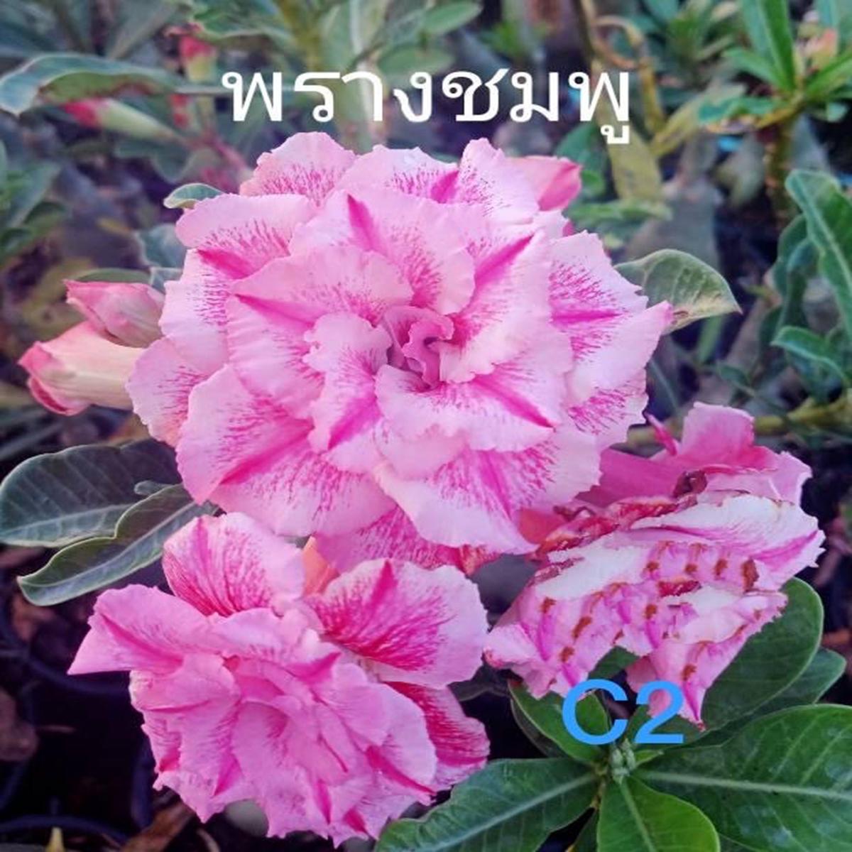 Green River 4 Tripple Bi Pink Desert Rose Seeds - Premium Exotic Succulent Flower Seeds for Indoor Pots Bonsai & Tropical Decor Drought-Tolerant, Easy to Grow Unique Trunk, Premi