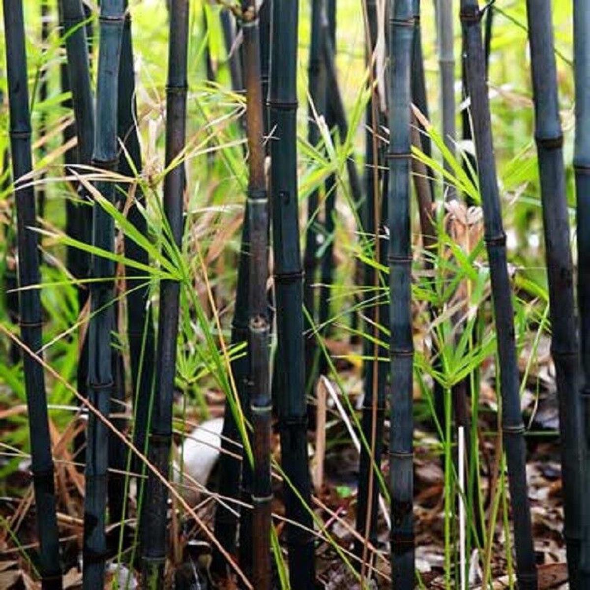 Green River 50 Black Bamboo Seeds - Tall Bamboo Plant Seeds for Privacy Screens & Garden Landscaping  Premium Bamboo Seeds for Planting Outdoors or in Pots  Non-Invasive Fast-G