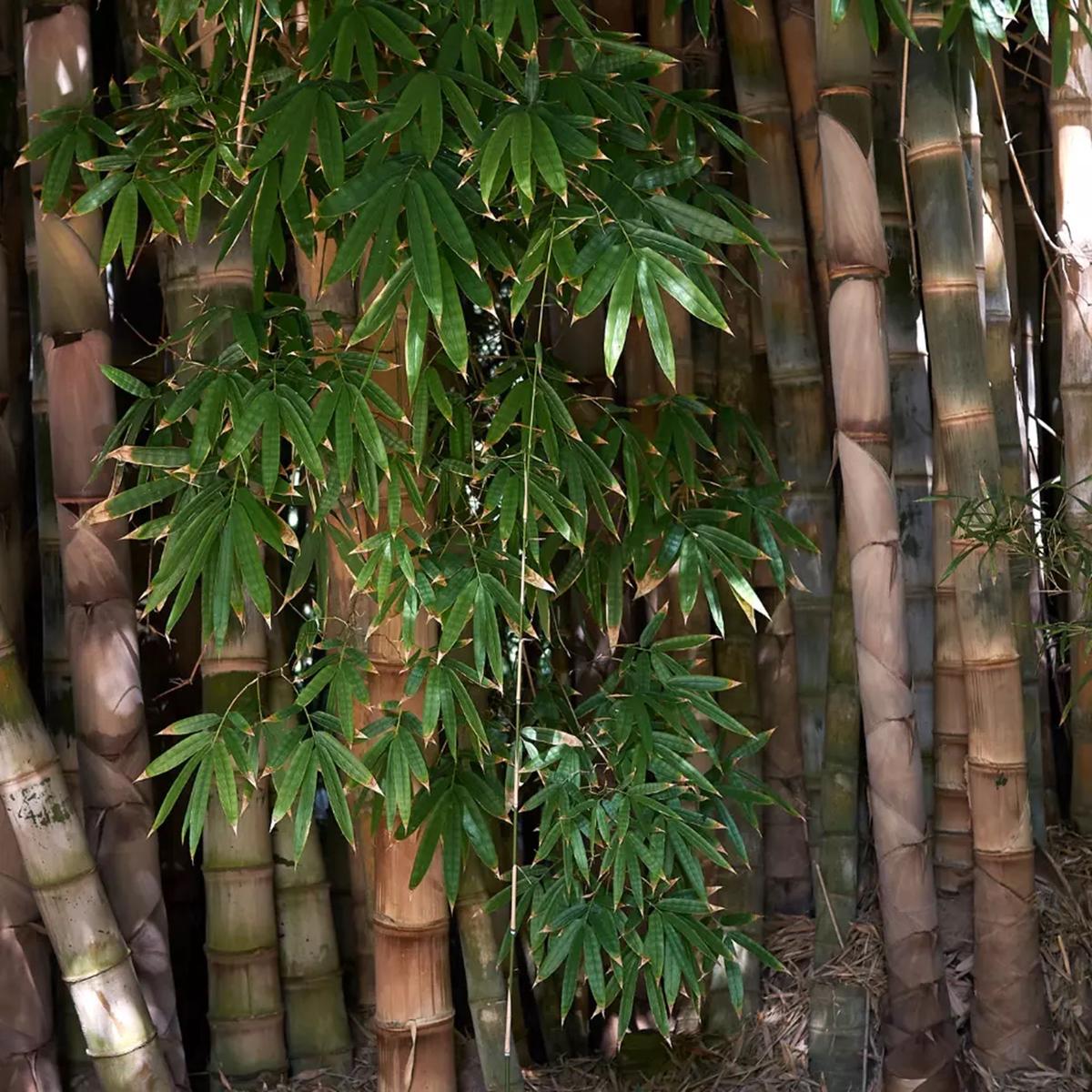 Green River 50 Dendrocanus Structus Bamboo Seeds - Tall Bamboo Plant Seeds for Privacy Screens & Garden Landscaping  Premium Bamboo Seeds for Planting Outdoors or in Pots  Non-Invasive Fast-Growing La