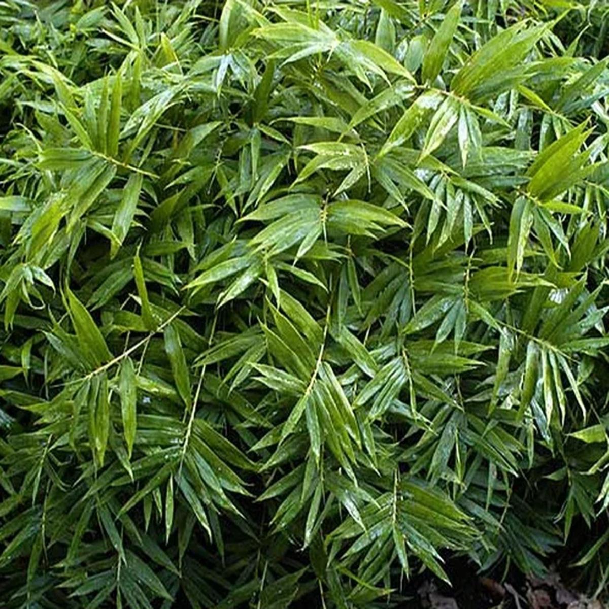 Green River 50 Dwarf Fernleaf Bamboo Seeds - Tall Bamboo Plant Seeds for Privacy Screens & Garden Landscaping  Premium Bamboo Seeds for Planting Outdoors or in Pots  Non-Invasive Fast-Growing Lawn Pla