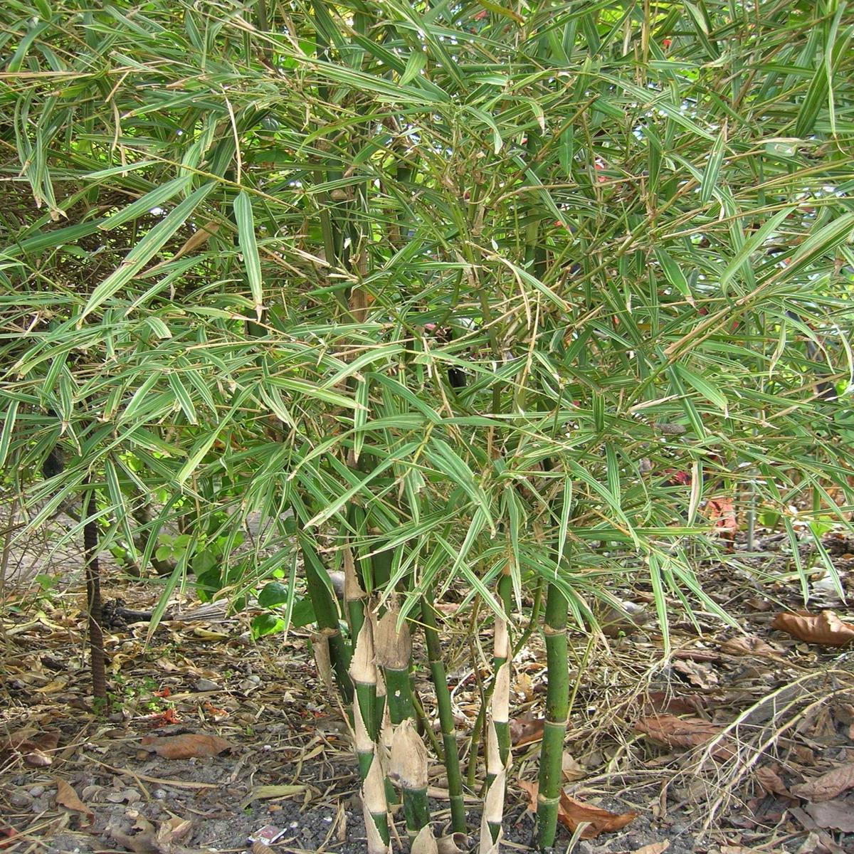 Green River 50 Dwarf Malay Variegated Bamboo Seeds - Tall Bamboo Plant Seeds for Privacy Screens & Garden Landscaping  Premium Bamboo Seeds for Planting Outdoors or in Pots  Non-Invasive Fast-Growing 