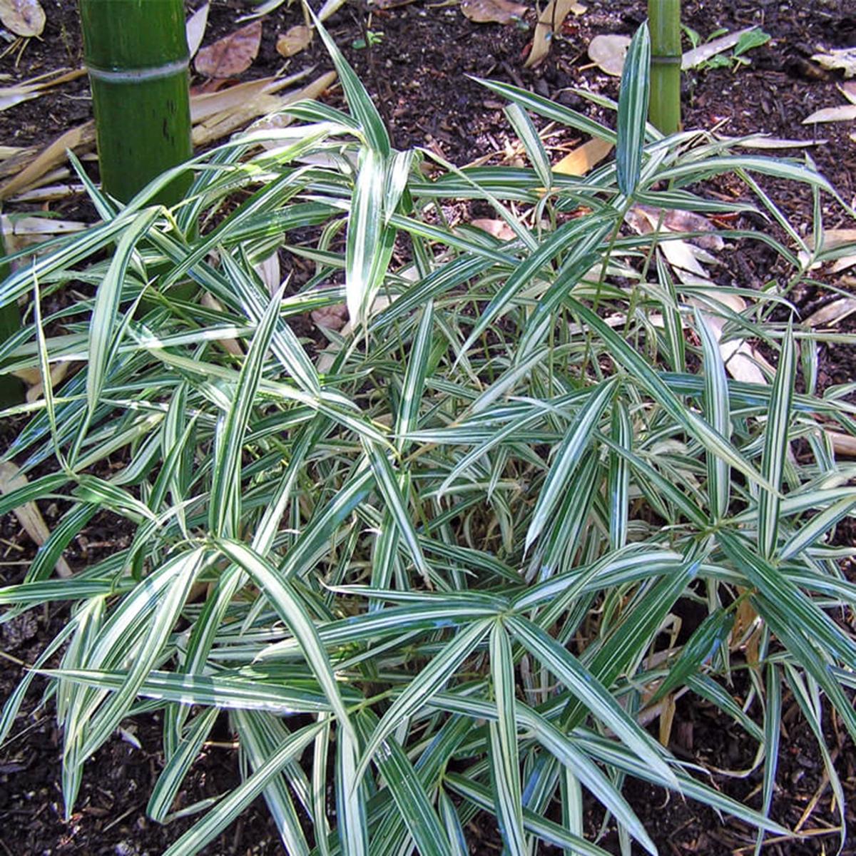 Green River 50 Dwarf White stripe Bamboo Seeds - Tall Bamboo Plant Seeds for Privacy Screens & Garden Landscaping  Premium Bamboo Seeds for Planting Outdoors or in Pots  Non-Invasive Fast-Growing Lawn