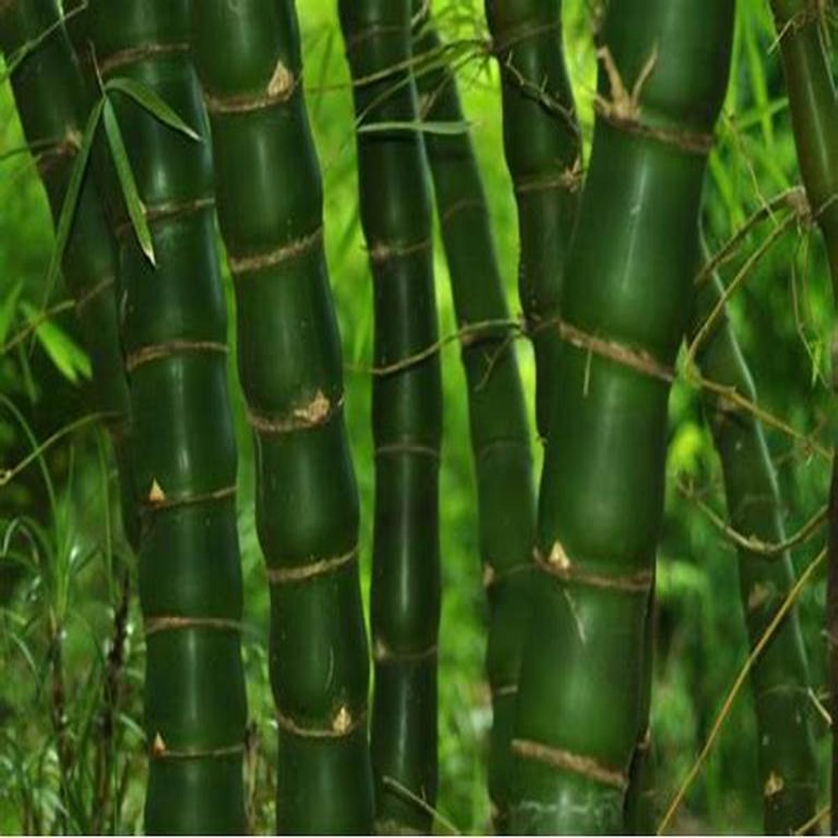 Green River 50 Fo Du Zhu Bamboo Seeds - Tall Bamboo Plant Seeds for Privacy Screens & Garden Landscaping  Premium Bamboo Seeds for Planting Outdoors or in Pots  Non-Invasive Fa