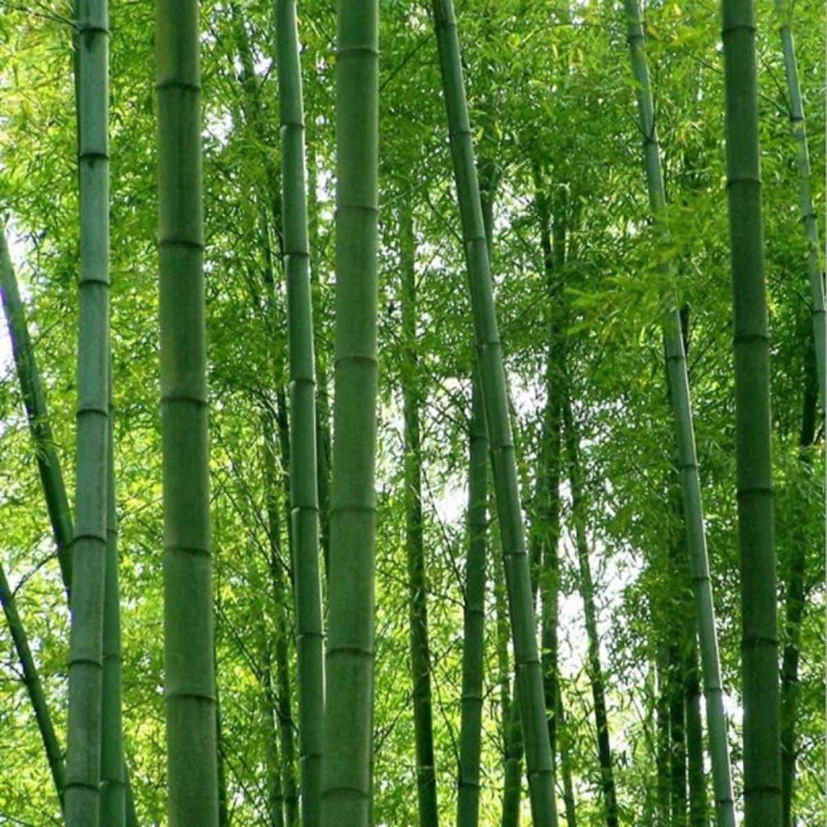 Green River 50 Giant Moso Bamboo Seeds - Tall Bamboo Plant Seeds for Privacy Screens & Garden Landscaping  Premium Bamboo Seeds for Planting Outdoors or in Pots  Non-Invasive Fast-Growing Lawn Plants 