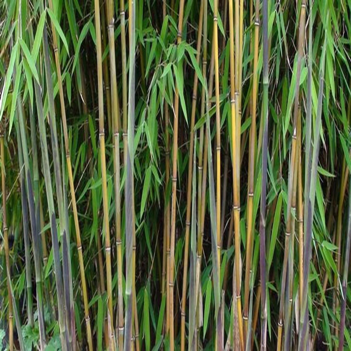 Green River 50 Great Wall Bamboo Seeds - Tall Bamboo Plant Seeds for Privacy Screens & Garden Landscaping  Premium Bamboo Seeds for Planting Outdoors or in Pots  Non-Invasive F