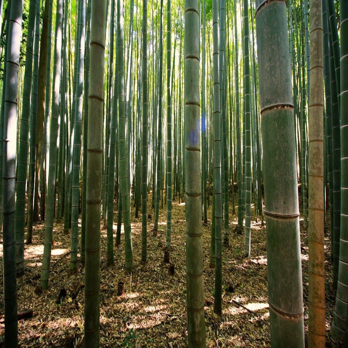 Green River 50 Gua Duo Zhu Bamboo Seeds - Tall Bamboo Plant Seeds for Privacy Screens & Garden Landscaping  Premium Bamboo Seeds for Planting Outdoors or in Pots  Non-Invasive Fast-Growing Lawn Plants