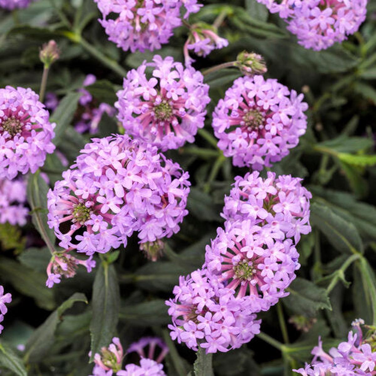 Green River 50 Lavender Violet Verbena Seeds- Perennial Flower Seeds for Pots and Gardens, Vibrant Blooms for Pollinator Gardens, Fast-Growing Plant Seeds for Summer Color