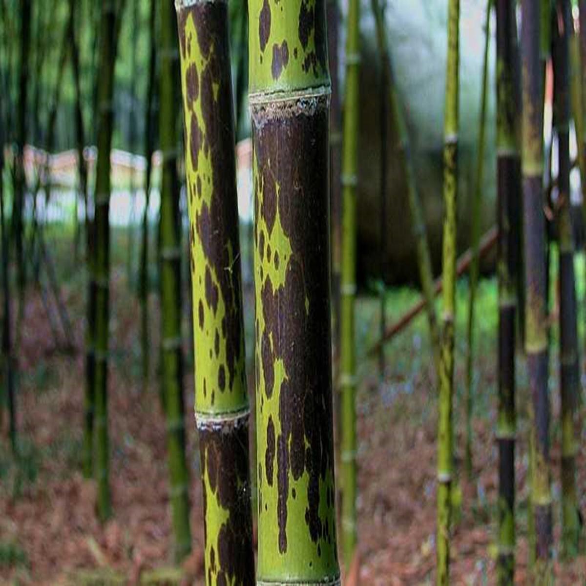 Green River 50 Leopard Bamboo Seeds - Tall Bamboo Plant Seeds for Privacy Screens & Garden Landscaping  Premium Bamboo Seeds for Planting Outdoors or in Pots  Non-Invasive Fast