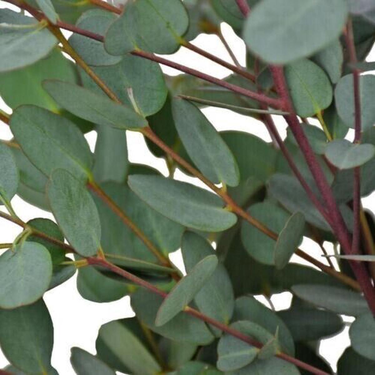 Green River 50 Moon Lagoon Eucalyptus Seeds  Premium Fragrant Seeds for Gardening, Bouquets & Wreaths  Fast-Growing, Drought-Tolerant Ornamental Plant  Ideal for Flower Beds,
