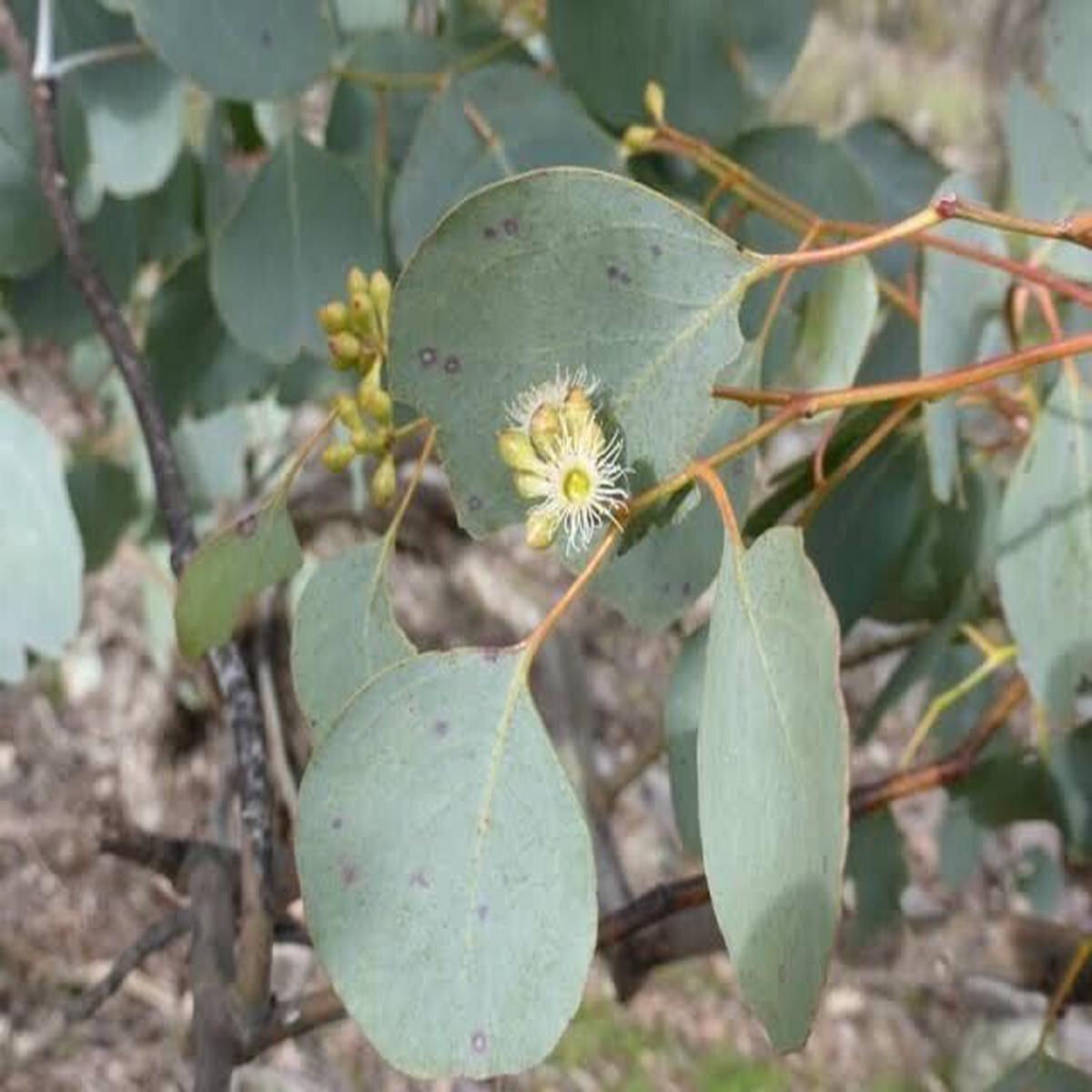 Green River 50 Red Box Eucalyptus Seeds  Premium Fragrant Seeds for Gardening, Bouquets & Wreaths  Fast-Growing, Drought-Tolerant Ornamental Plant  Ideal for Flower Beds, Cont