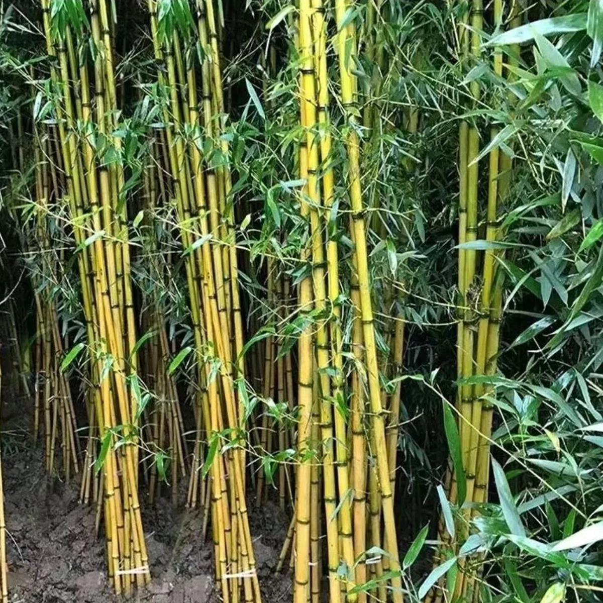 Green River 50 Vulgaris Schrad Bamboo Seeds - Tall Bamboo Plant Seeds for Privacy Screens & Garden Landscaping  Premium Bamboo Seeds for Planting Outdoors or in Pots  Non-Invas