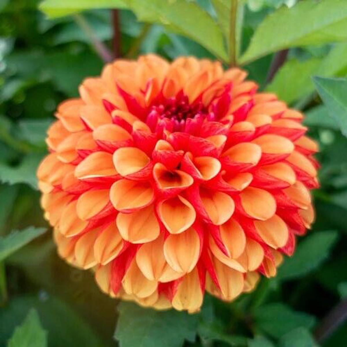 Green River American Sunset Dahlia Perennial Flowers Seeds  25 Premium Dahlia Flower Seeds for Bouquets, Borders & Pots  Vibrant Summer Blooms with green Foliage  Full Sun Cot