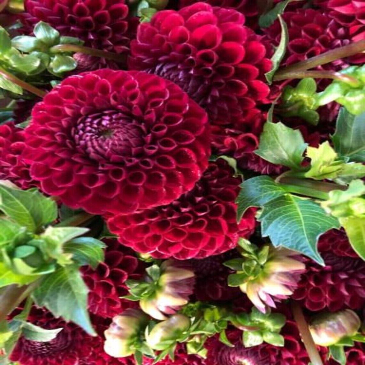 Green River Cornel Dahlia Perennial Flowers Seeds  25 Premium Dahlia Flower Seeds for Bouquets, Borders & Pots  Vibrant Summer Blooms with green Foliage  Full Sun Cottage Gard