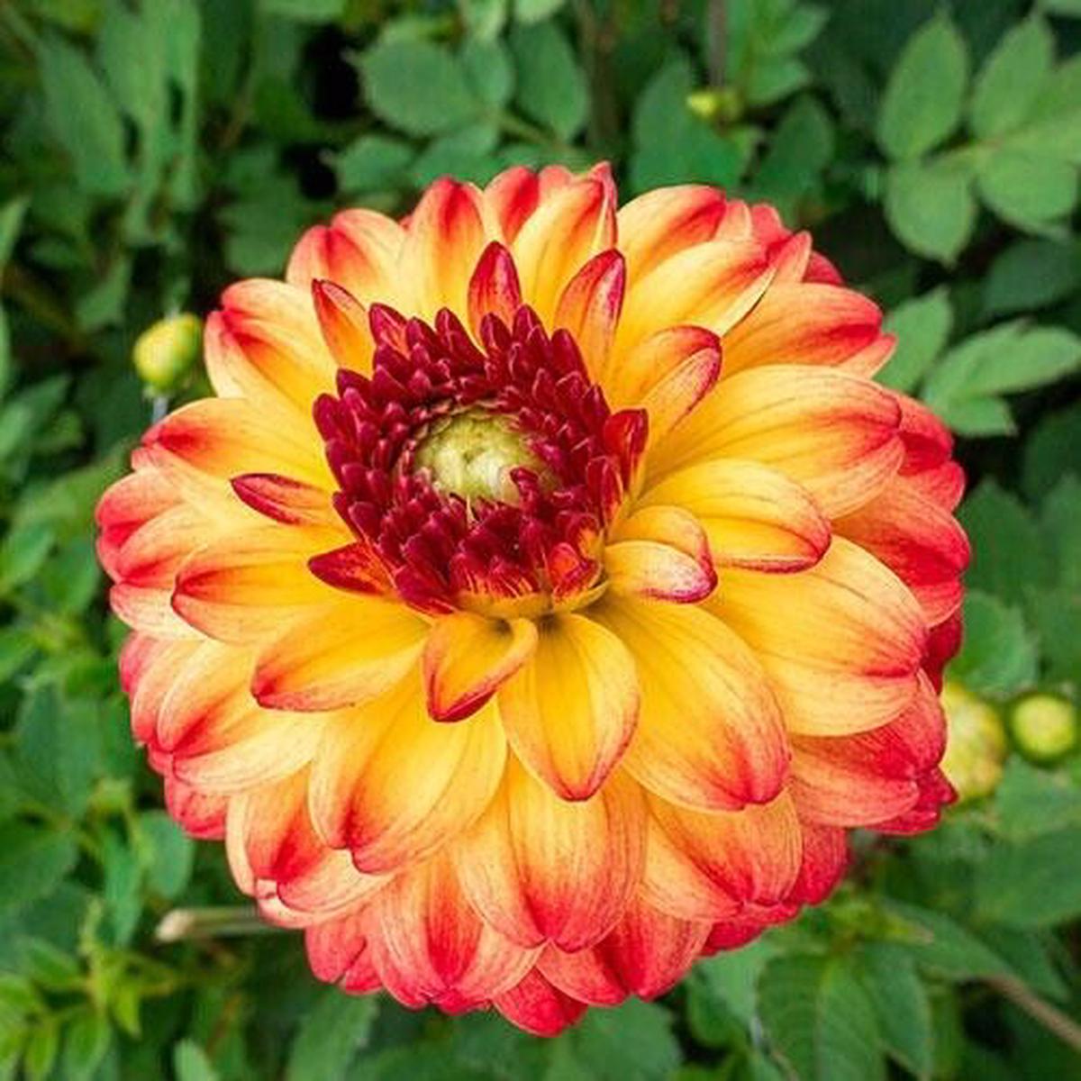 Green River Kasagi Dahlia Perennial Flowers Seeds  25 Premium Dahlia Flower Seeds for Bouquets, Borders & Pots  Vibrant Summer Blooms with green Foliage  Full Sun Cottage Garden & Pollinator-Friendly 