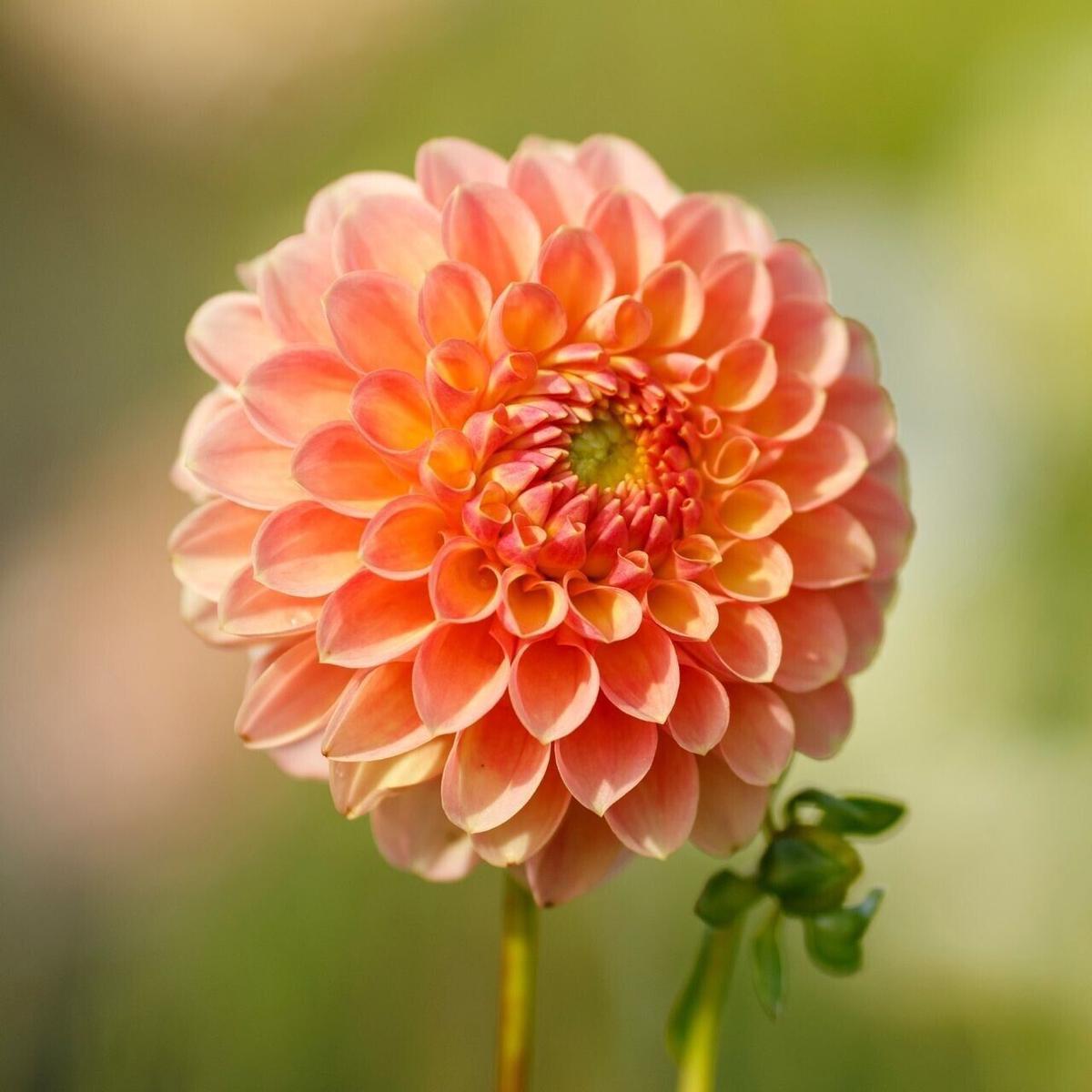 Green River Nicky Dahlia Perennial Flowers Seeds  25 Premium Dahlia Flower Seeds for Bouquets, Borders & Pots  Vibrant Summer Blooms with green Foliage  Full Sun Cottage Garde