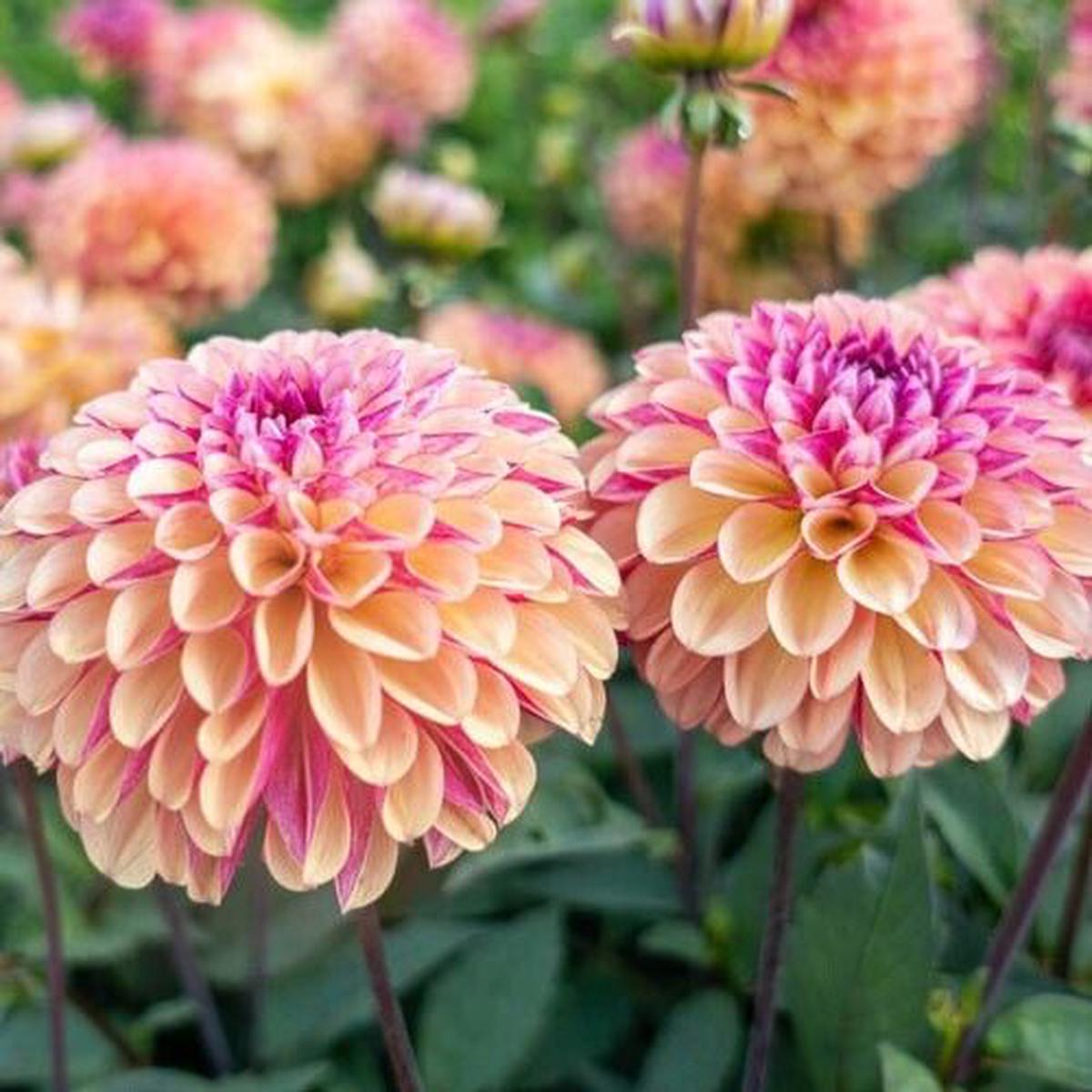 Green River Palmares Dahlia Perennial Flowers Seeds  25 Premium Dahlia Flower Seeds for Bouquets, Borders & Pots  Vibrant Summer Blooms with green Foliage  Full Sun Cottage Garden & Pollinator-Friendl