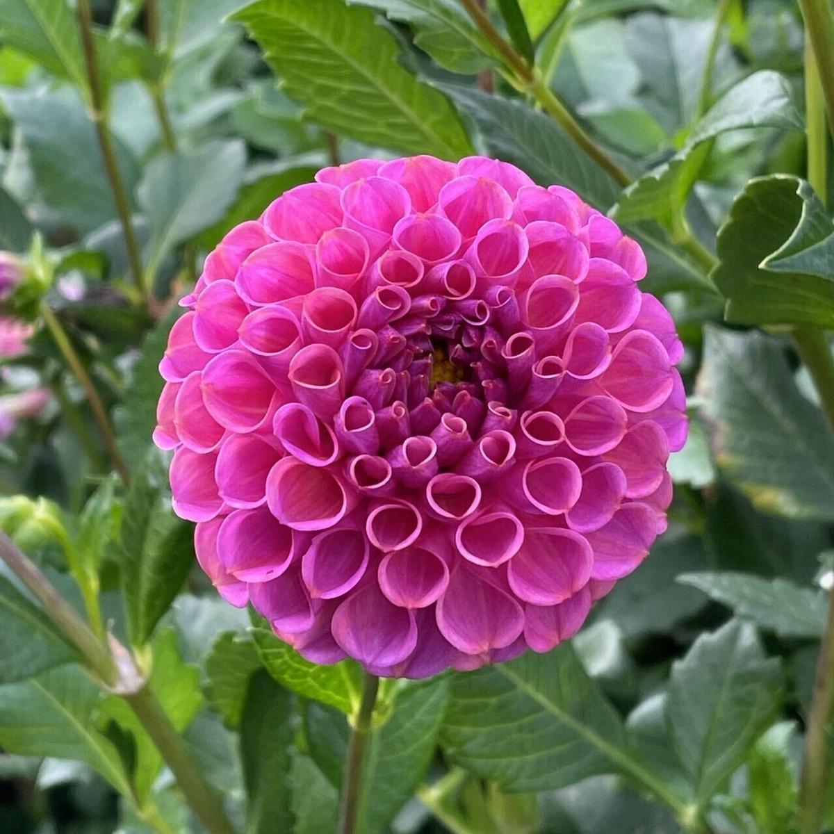 Green River Rocco Dahlia Perennial Flowers Seeds  25 Premium Dahlia Flower Seeds for Bouquets, Borders & Pots  Vibrant Summer Blooms with green Foliage  Full Sun Cottage Garden & Pollinator-Friendly P