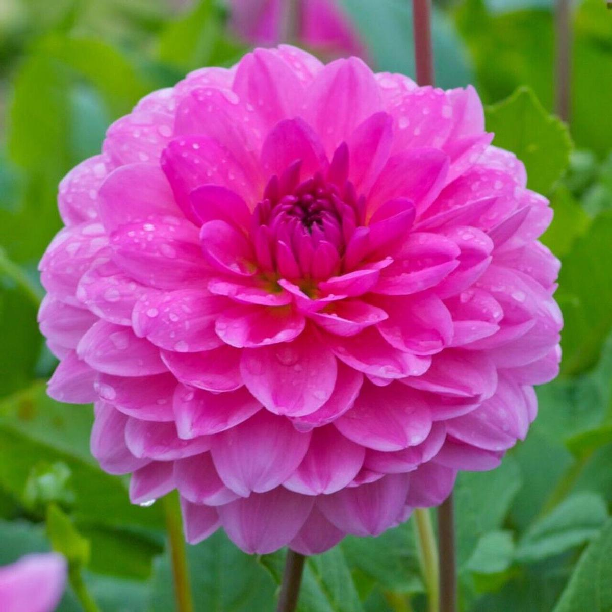 Green River Rosella Dahlia Perennial Flowers Seeds  25 Premium Dahlia Flower Seeds for Bouquets, Borders & Pots  Vibrant Summer Blooms with green Foliage  Full Sun Cottage Garden & Pollinator-Friendly