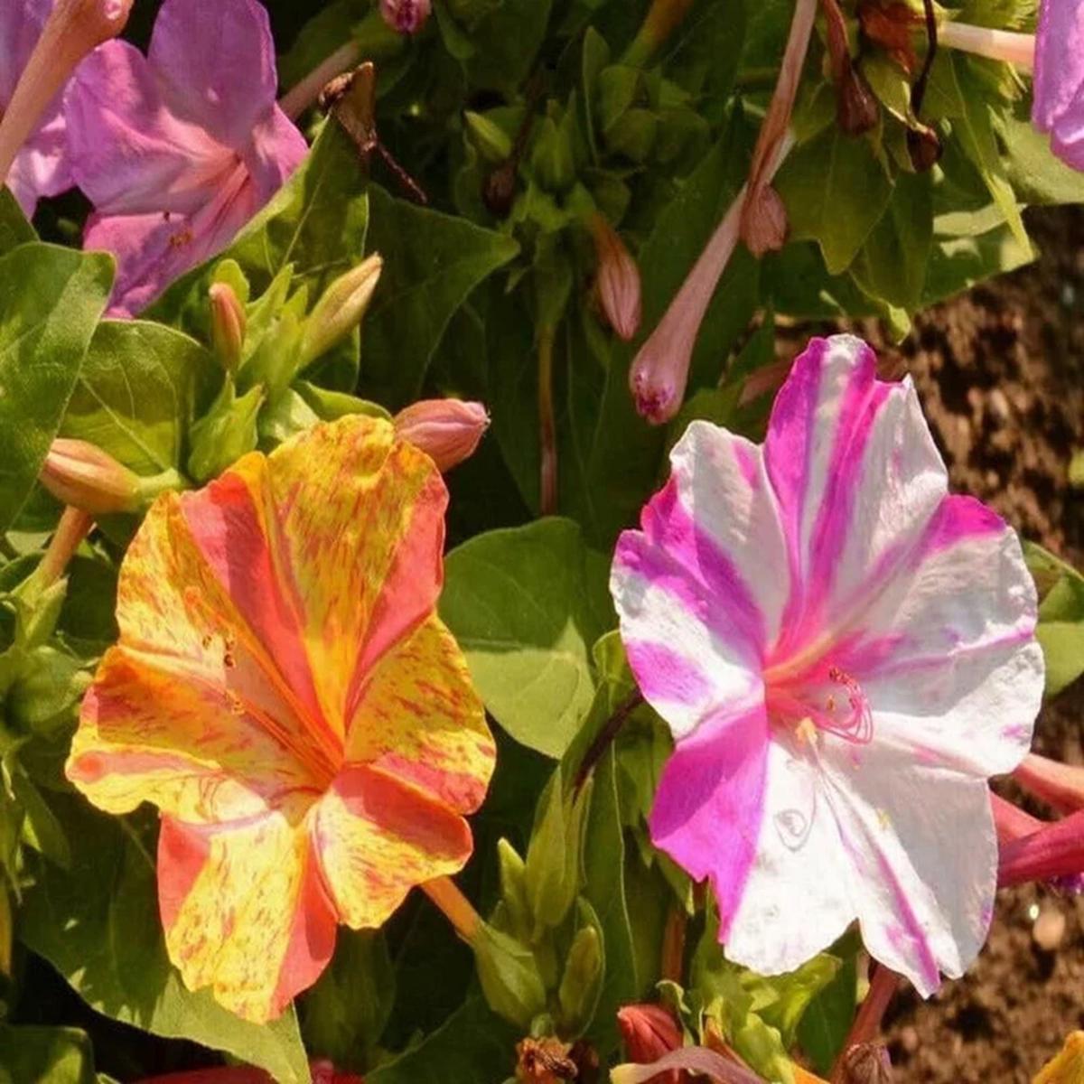 Green River Seeds 25 Broken Colors Four O'clock Flowers Seeds - Perennial Flower Seed Pack, Fragrant Night Blooming for Pollinator Gardens, Easy to Grow, Heirloom Seeds for Outdo
