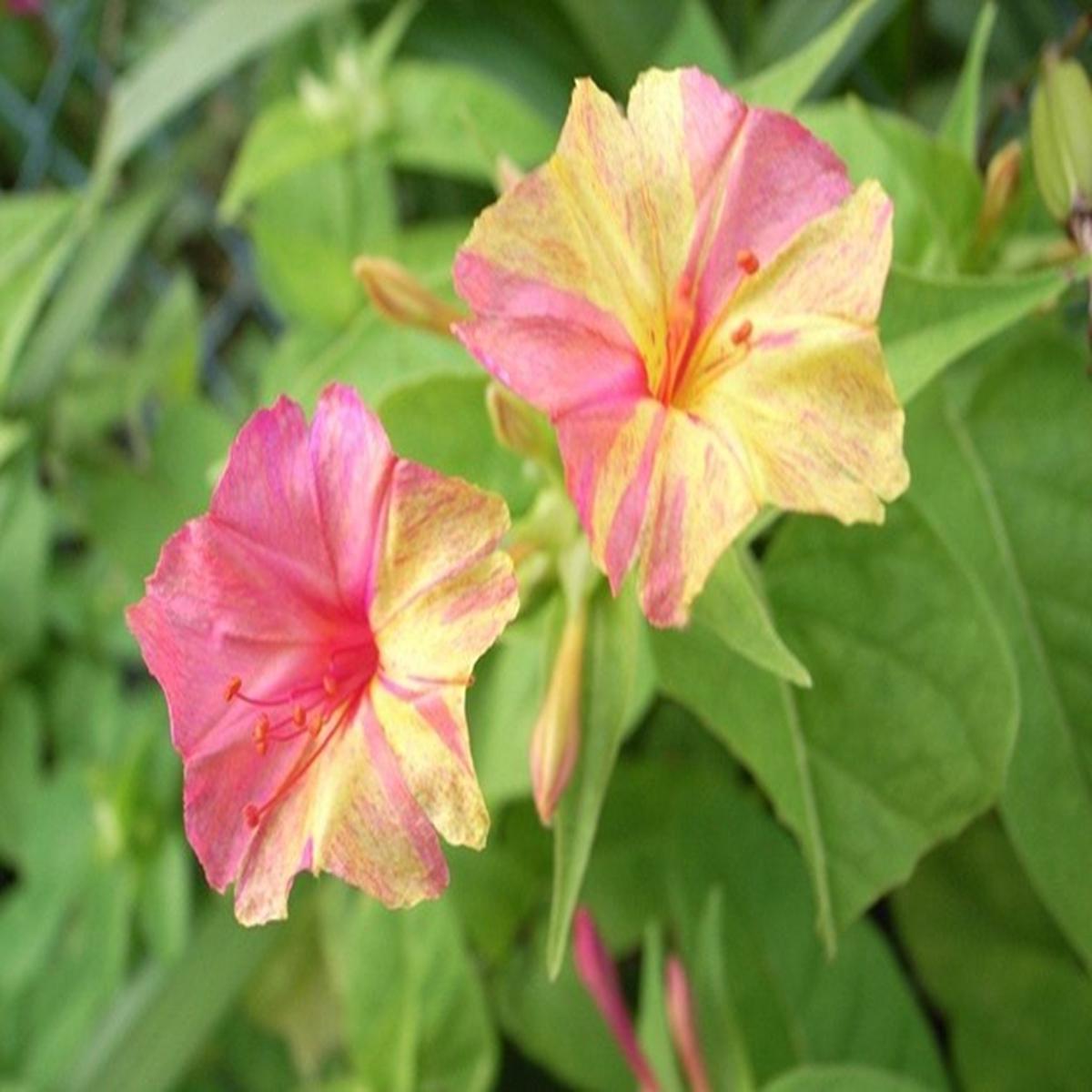 Green River Seeds 25 Lemonade Four O'clock Flowers Seeds - Perennial Flower Seed Pack, Fragrant Night Blooming for Pollinator Gardens, Easy to Grow, Heirloom Seeds for Outdoor Pl