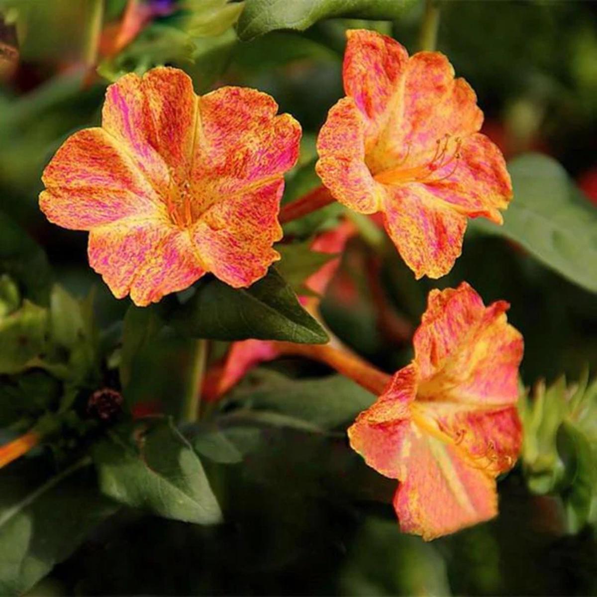 Green River Seeds 25 Red Dot Yellow Four O'clock Flowers Seeds - Perennial Flower Seed Pack, Fragrant Night Blooming for Pollinator Gardens, Easy to Grow, Heirloom Seeds for Outd
