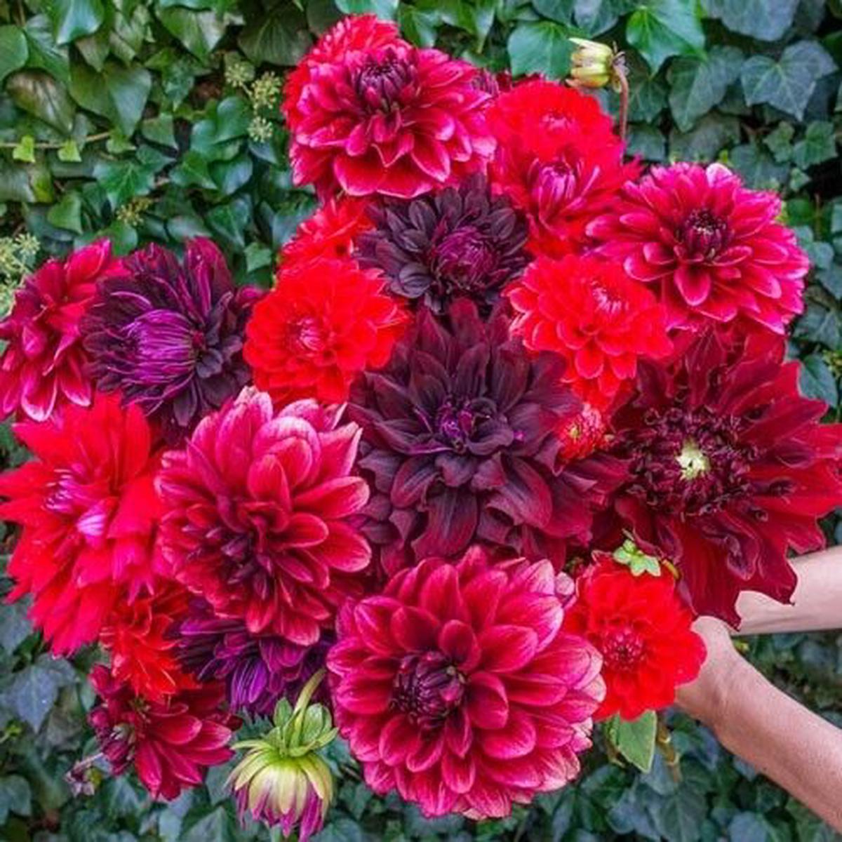 Green River Stark Raving Red Dahlia Perennial Flowers Seeds  25 Premium Dahlia Flower Seeds for Bouquets, Borders & Pots  Vibrant Summer Blooms with green Foliage  Full Sun Co
