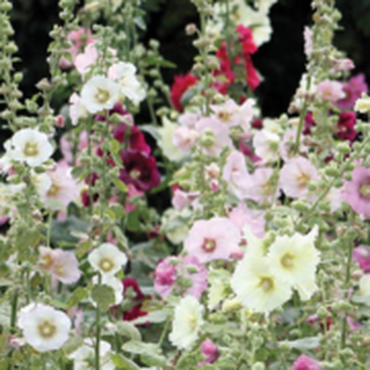 Indian Spring Hollyhock West Coast Seeds