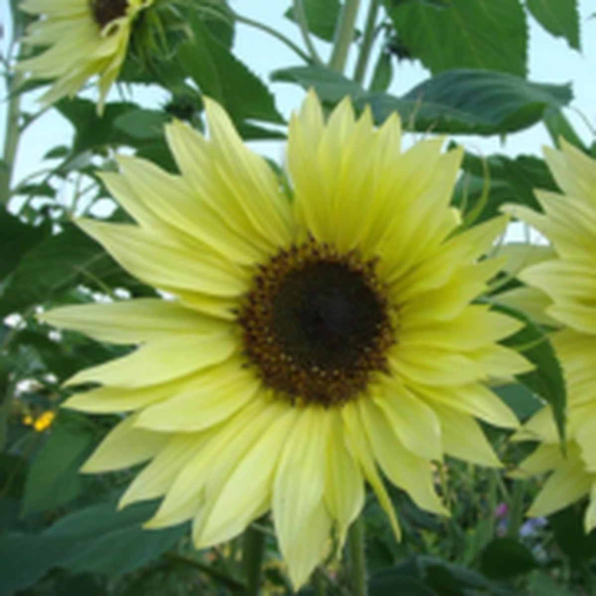 Lemon Queen Organic F1 Sunflower West Coast Seeds
