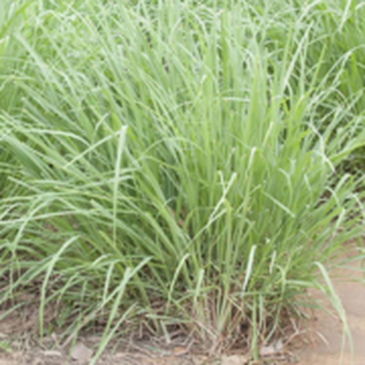 Lemongrass West Coast Seeds