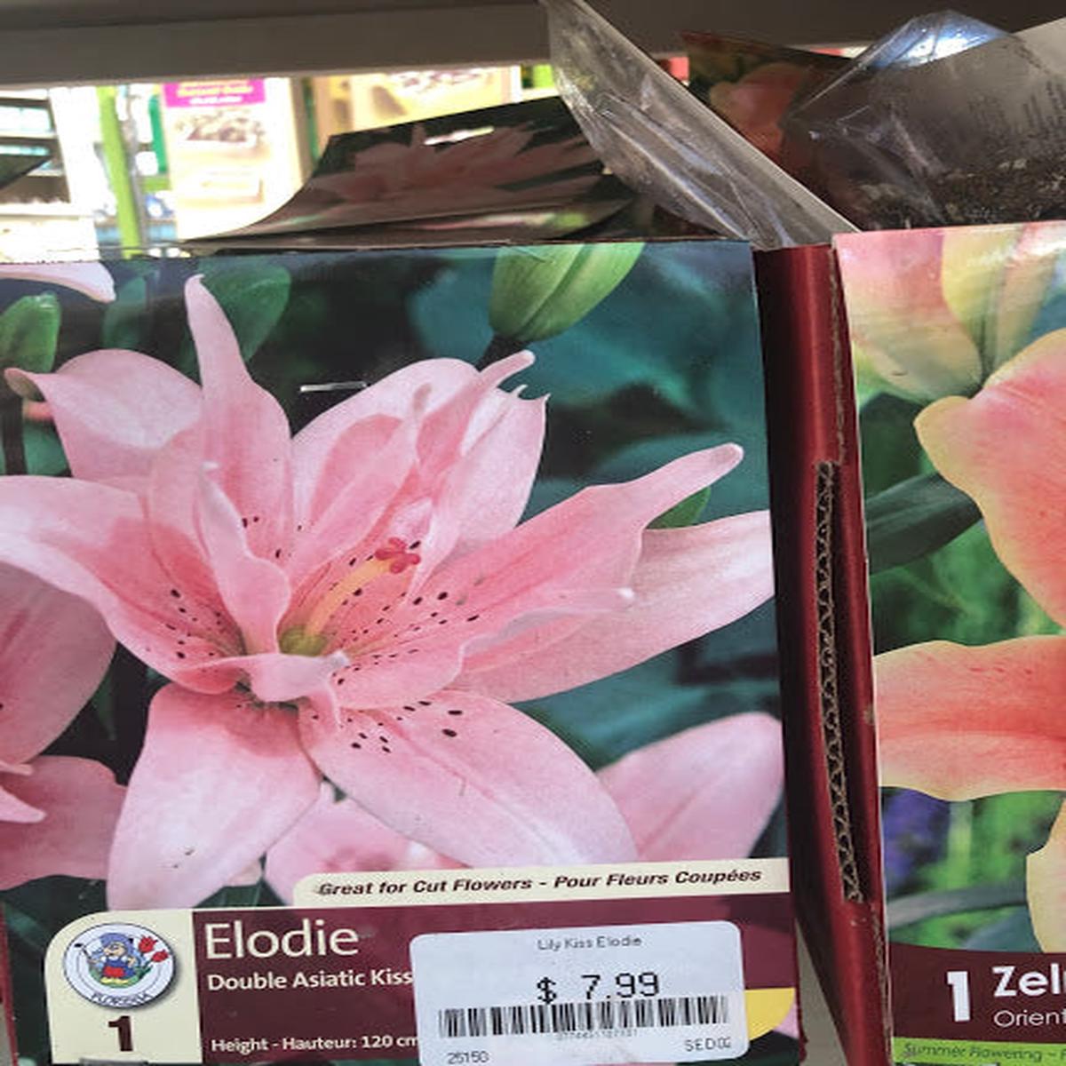 Lily - Double Asiatic - Elodie