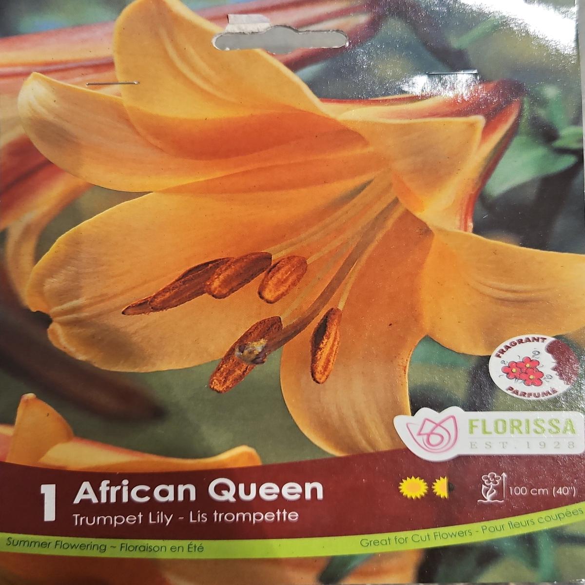 Lily - Trumpet African Queen