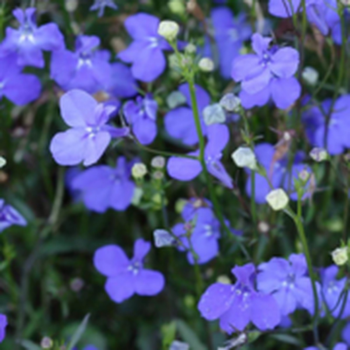 Midnight Blue Lobelia West Coast Seeds