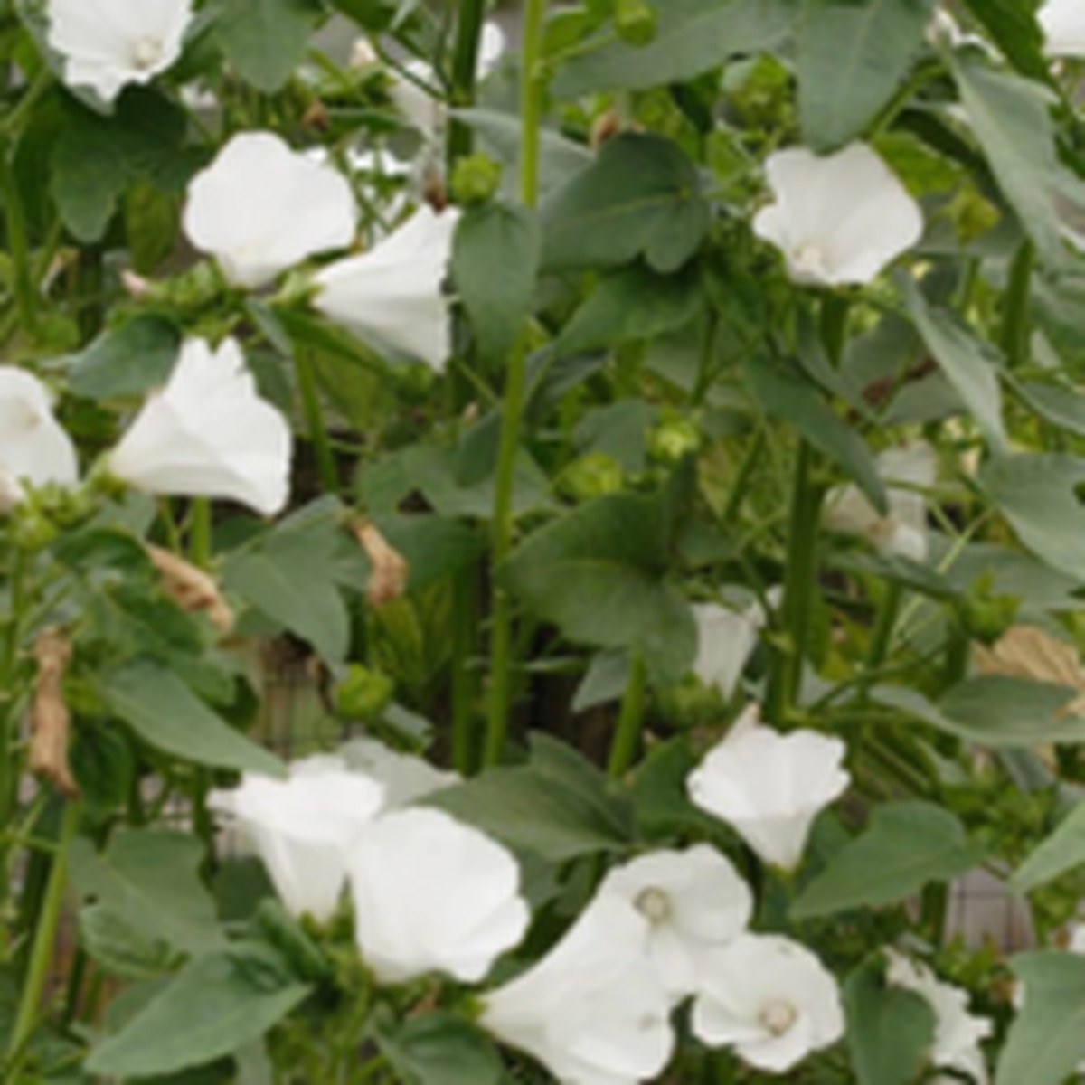 Mont Blanc Lavatera West Coast Seeds