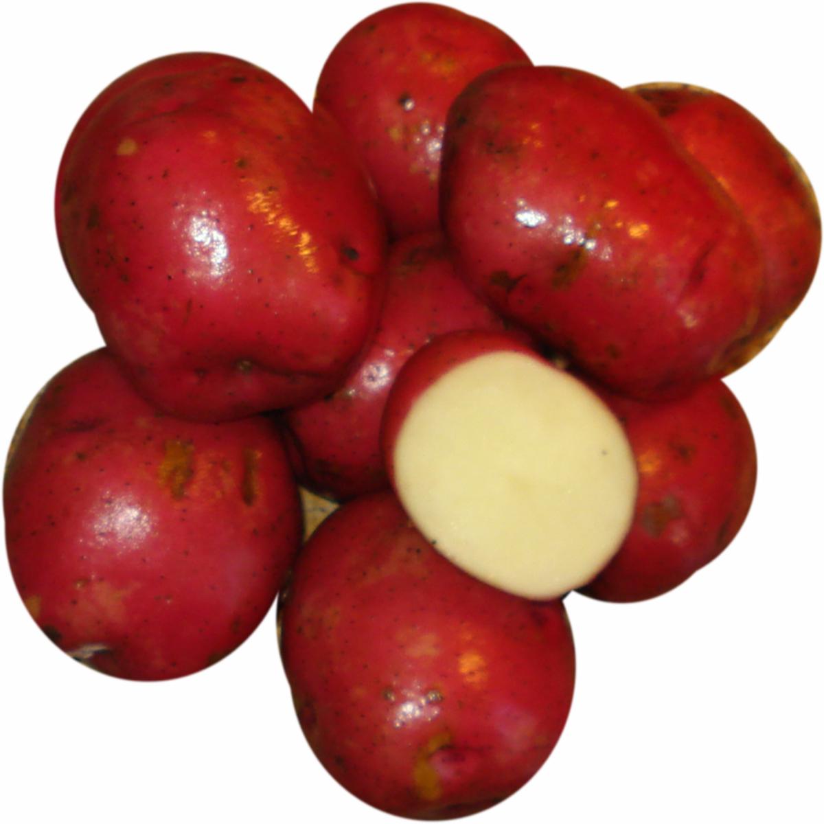 Seed Potato - Sangre 10 lb