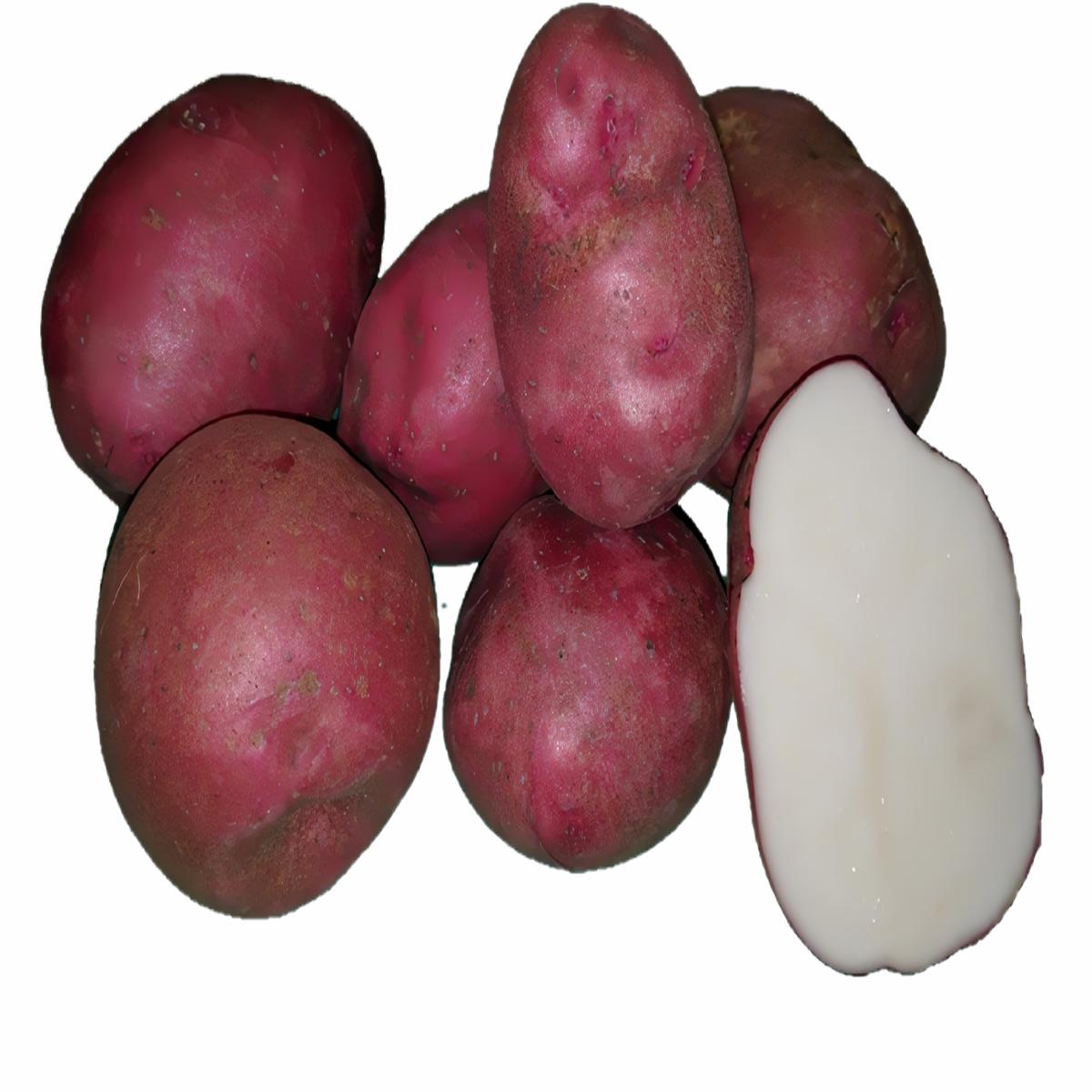 Seed Potato - Viking 10 lb Red