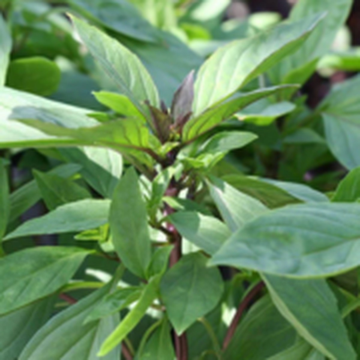 Siam Queen Thai Basil West Coast Seeds