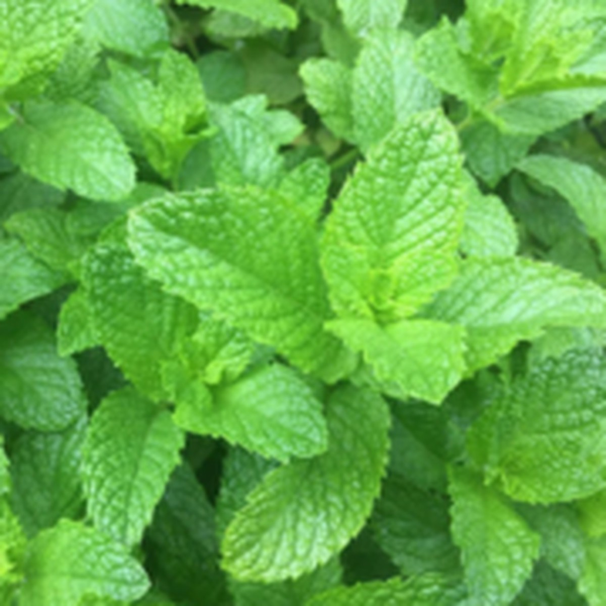 Spearmint Mint West Coast Seeds