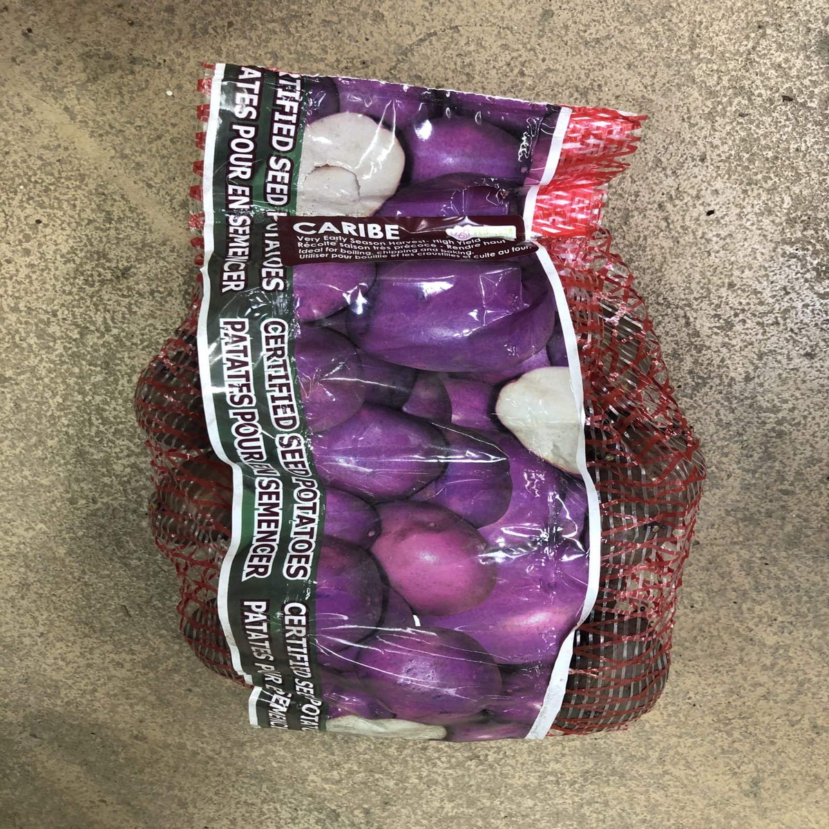Spring Bulbs-Potatoes Seed Caribe-Florissa