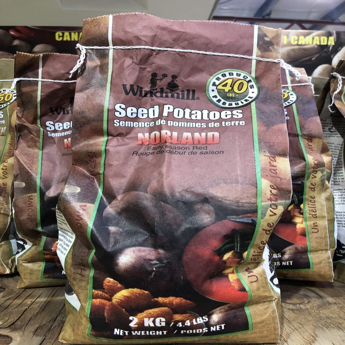 Spring Bulbs-Seed Potatoes Norland-Windmill
