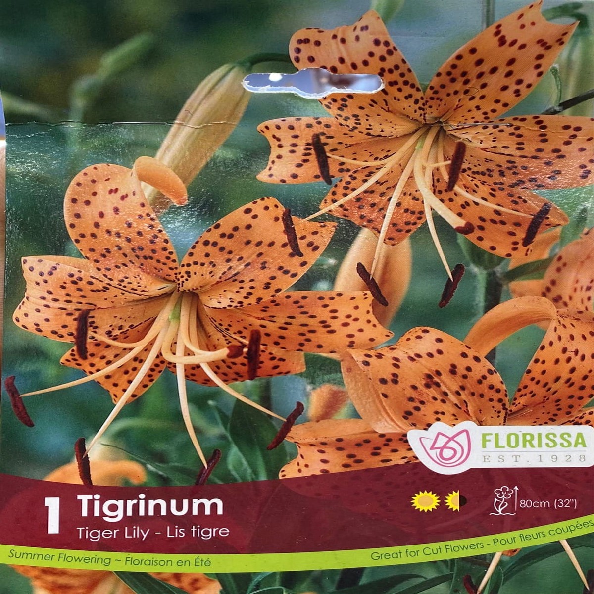 Spring Bulbs - Tigrinum Tiger Lily-Florissa