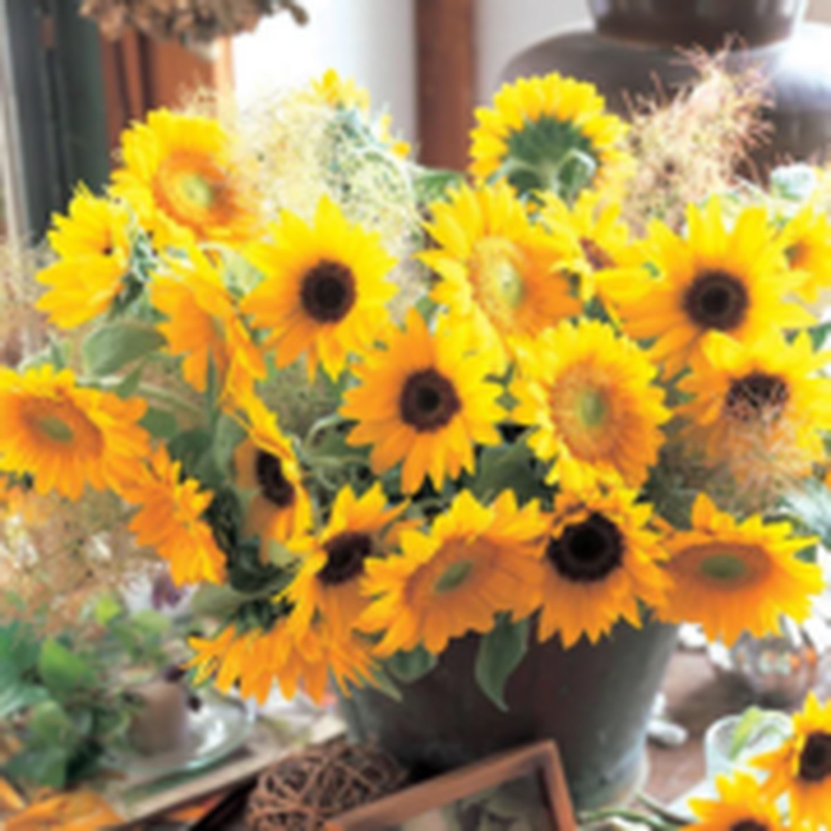 Sunrich Blend Sunflower West Coast Seeds