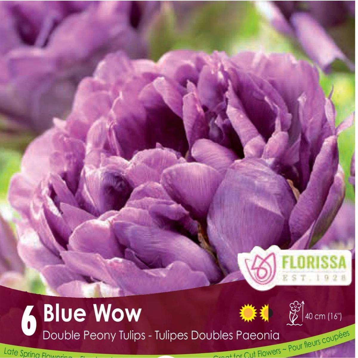 Tulip Double Late Blue Wow