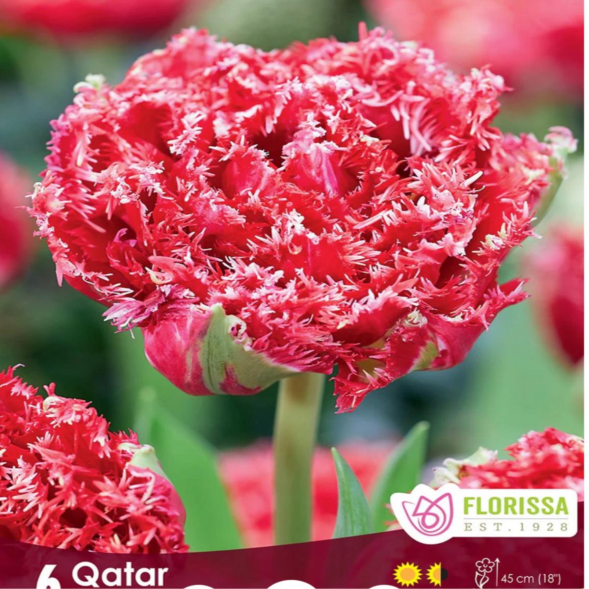 Tulip Fringed Qatar