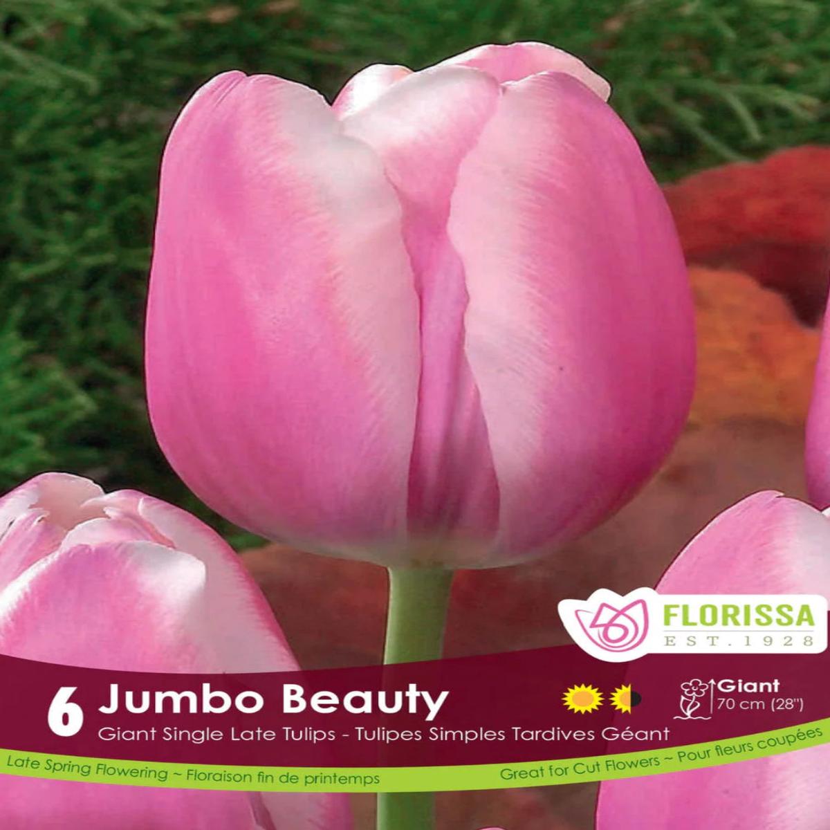 Tulip Giant Late Jumbo Beauty 6/pack