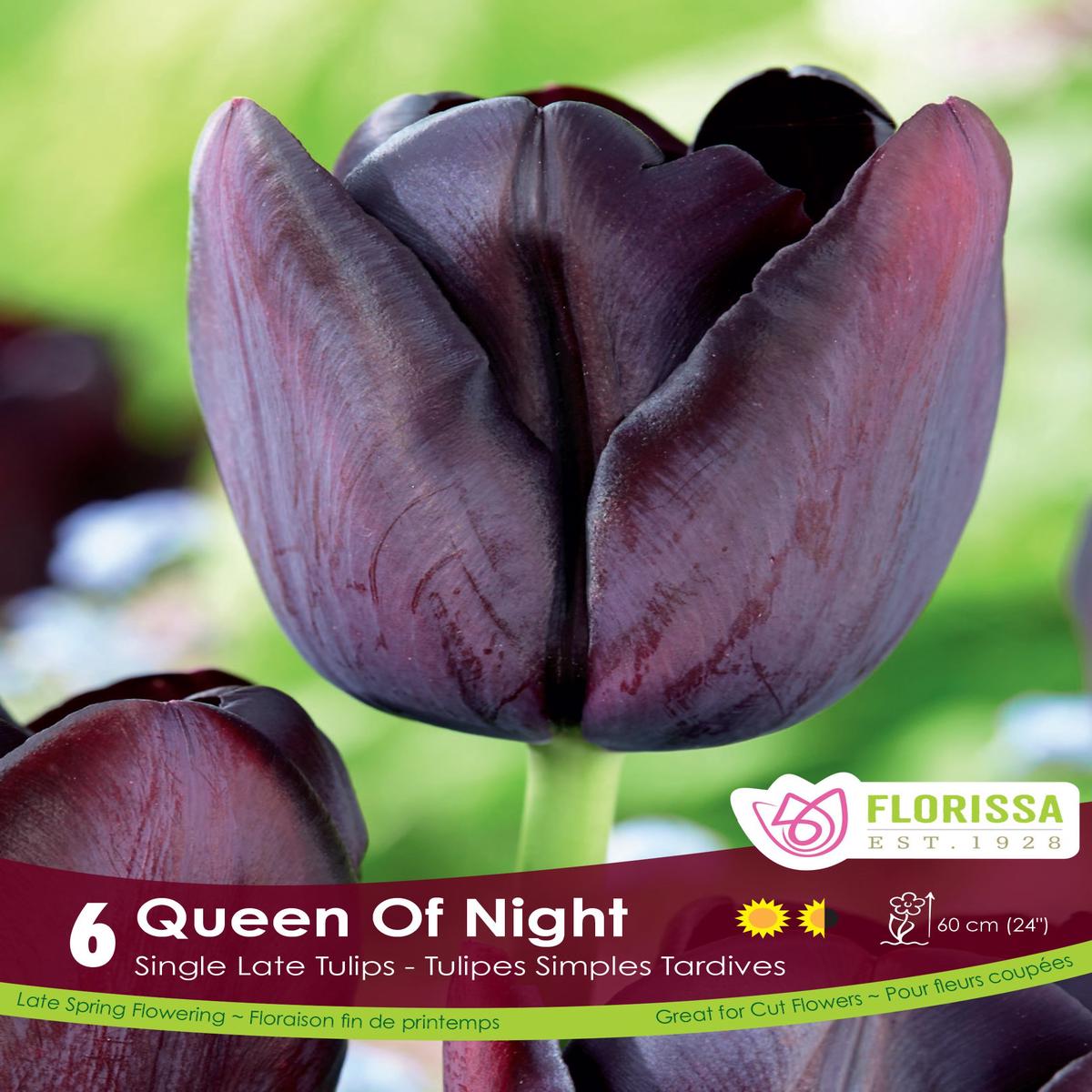 Tulip Queen of Night