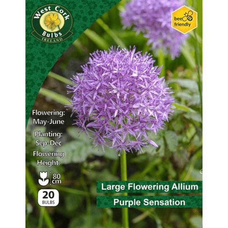 Allium Purple Sensation 20 bulbs
