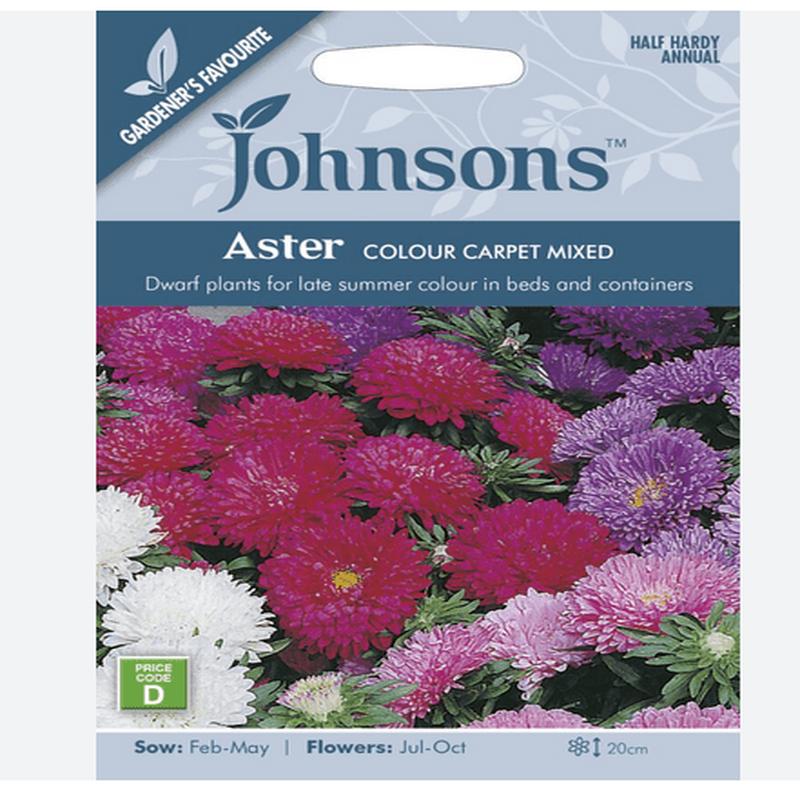 Aster - Colour Carpet Mix