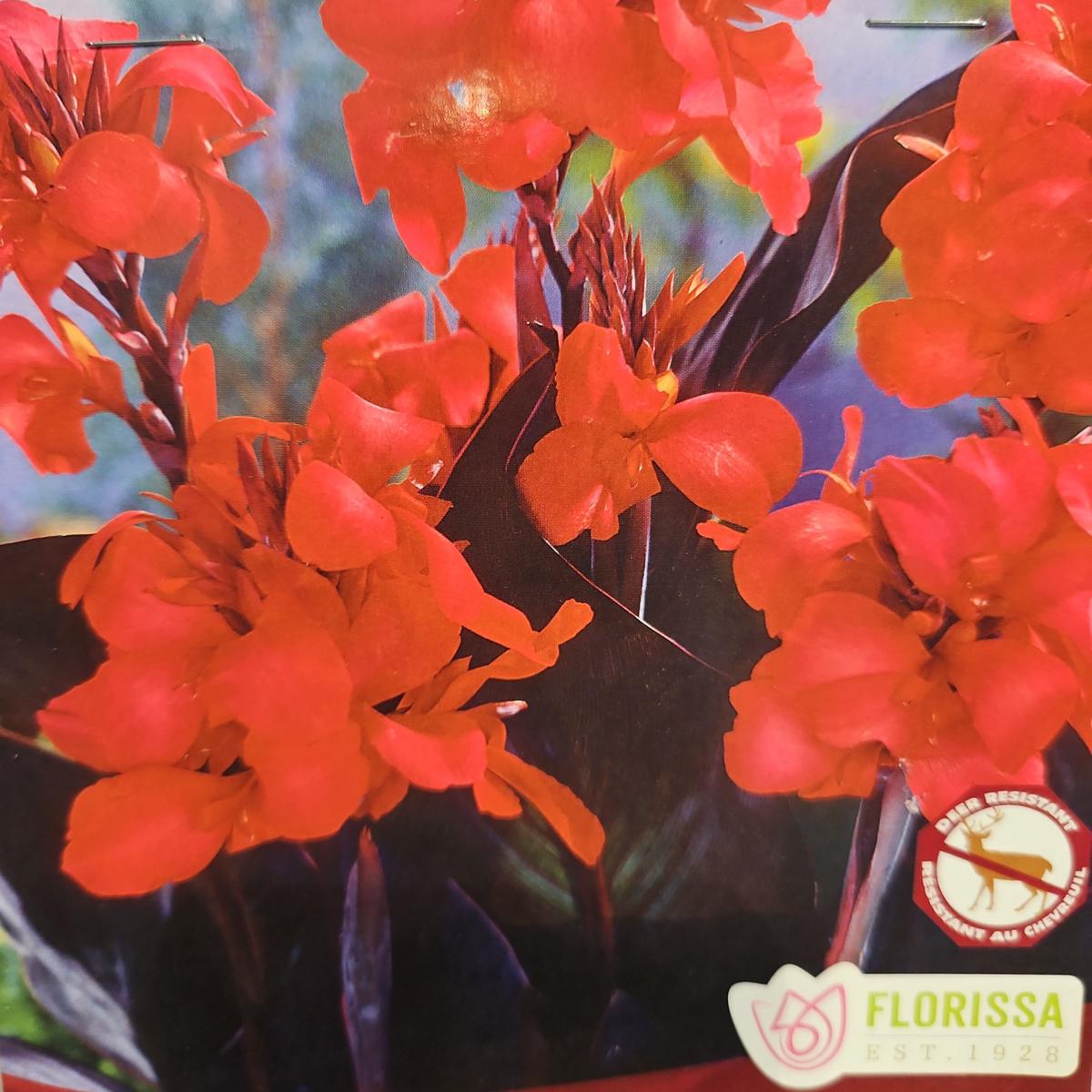 Canna Lily - Australis