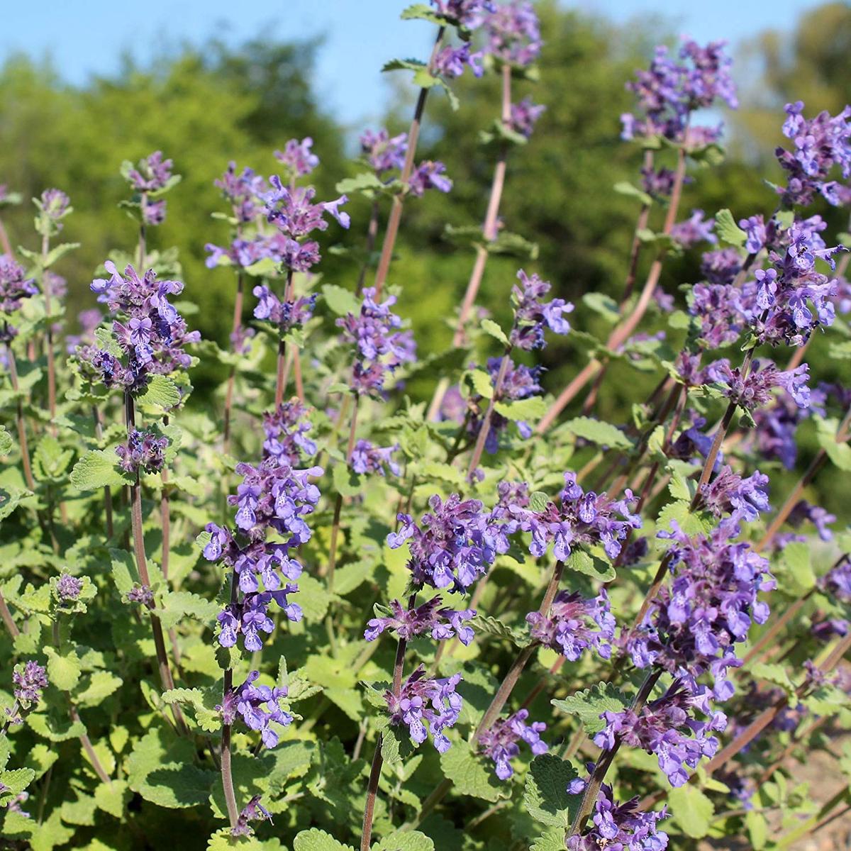 Catnip seeds - seed packets